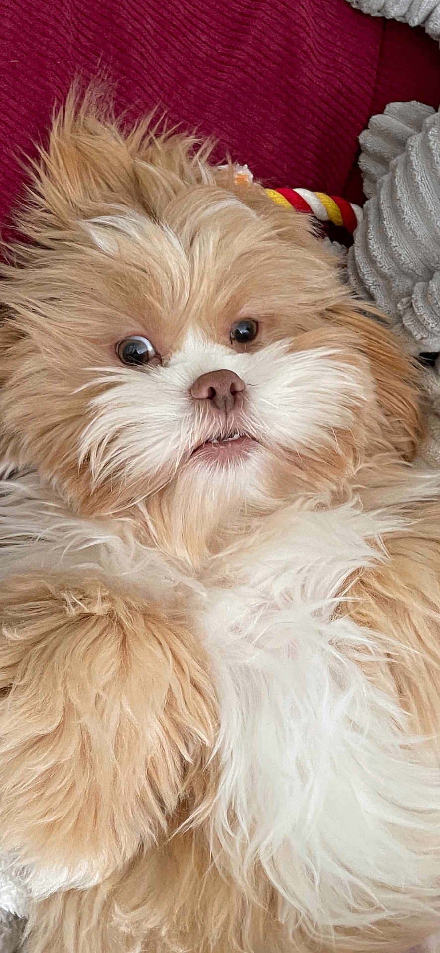 Oliver joined the competition — help win amazing prizes! dog, fluffy, cute, pet, fur, lying_down, close_up, indoors, small_dog, white_fur, beige_fur, nose, eyes, mouth, texture, blanket, cushion, relaxed, portrait, animal