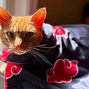 Redd joined the competition — help win amazing prizes! animal, cat, cloak, closeup, clothing, domestic_cat, ears, face, feline, fur, ginger_cat, indoor, pet, portrait, red_pattern, relaxed, sunlight, warm_light, whiskers, window