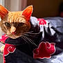 animal, cat, cloak, closeup, clothing, domestic_cat, ears, face, feline, fur, ginger_cat, indoor, pet, portrait, red_pattern, relaxed, sunlight, warm_light, whiskers, window