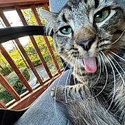 Tamaki is registered to the contest to win money with this photo: cat, tabby, feline, pet, animal, close_up, portrait, green_eyes, tongue_out, whiskers, striped_fur, fluffy, sitting, outdoor, deck, wooden_railing, sunlight, garden, funny, playful
