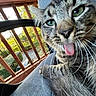 cat, tabby, feline, pet, animal, close_up, portrait, green_eyes, tongue_out, whiskers, striped_fur, fluffy, sitting, outdoor, deck, wooden_railing, sunlight, garden, funny, playful