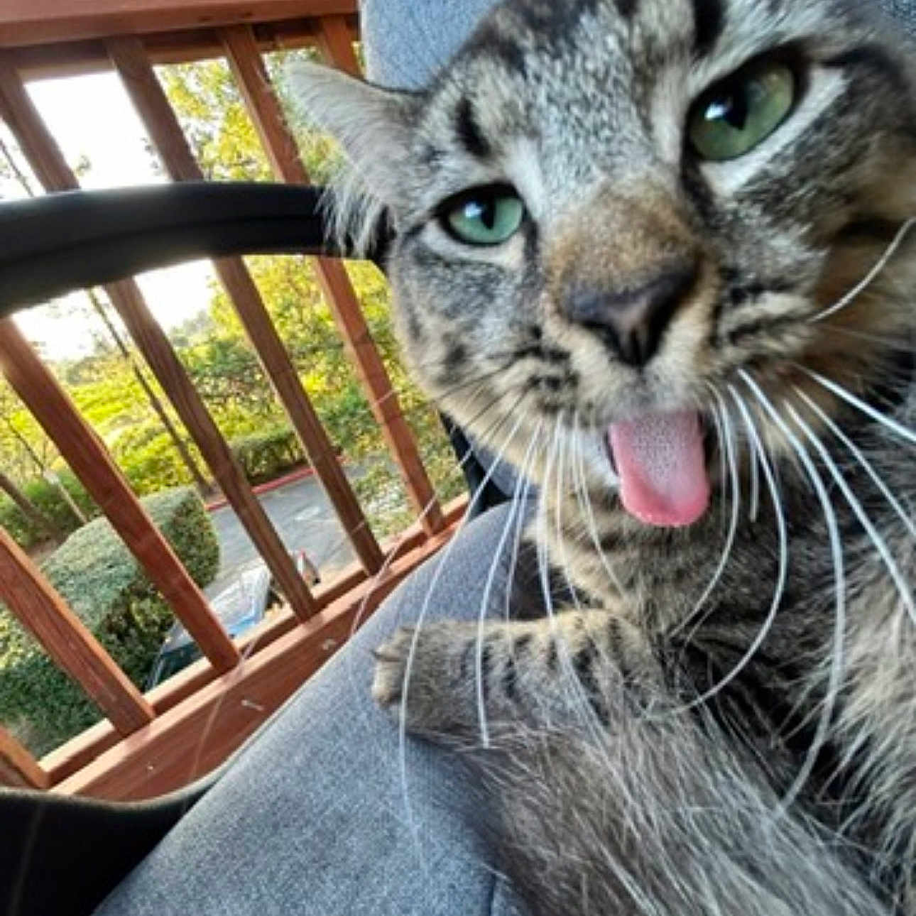 Tamaki is registered to the contest to win money with this photo: cat, tabby, feline, pet, animal, close_up, portrait, green_eyes, tongue_out, whiskers, striped_fur, fluffy, sitting, outdoor, deck, wooden_railing, sunlight, garden, funny, playful