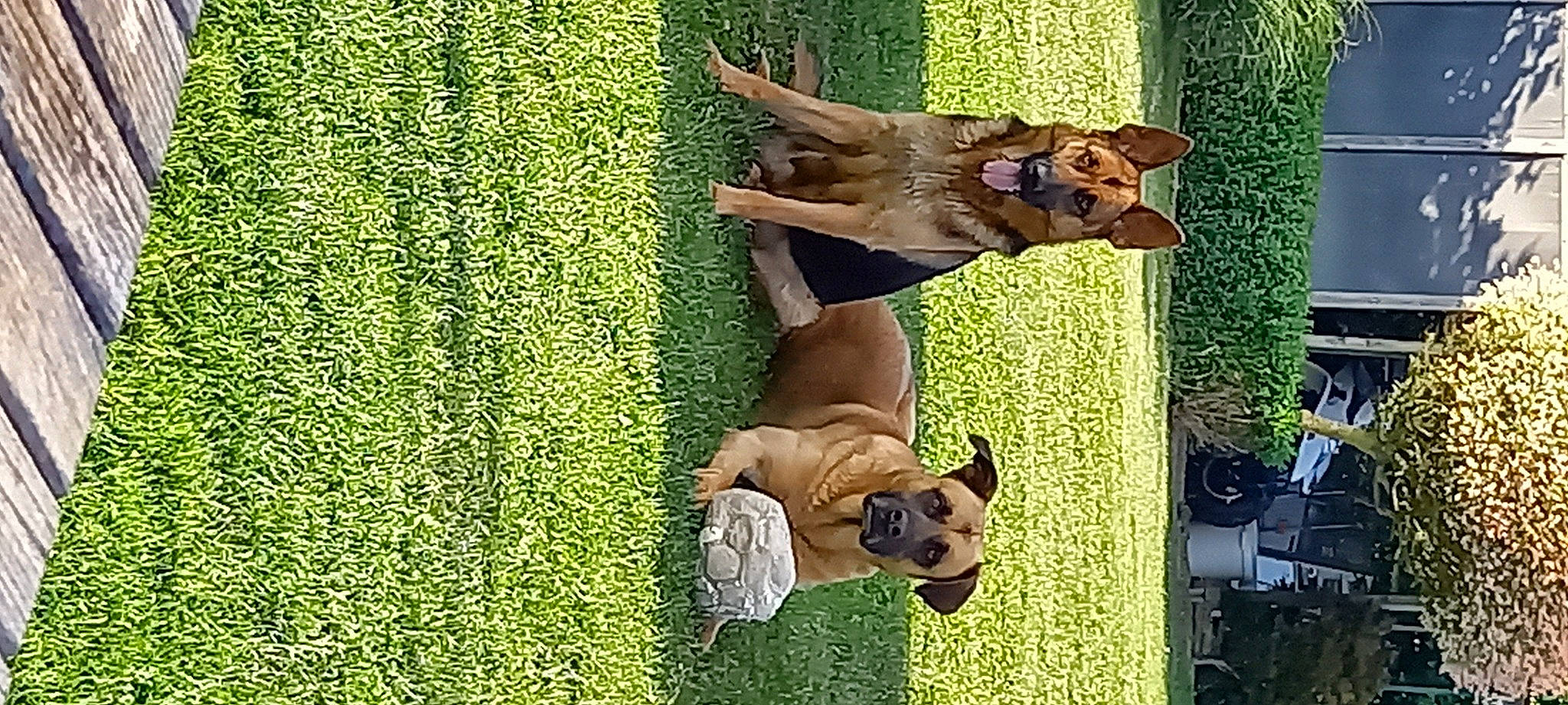 Ozzie Et Fluffy participe au concours pour gagner de l'argent avec cette photo : ancient_dog_breeds, canidae, carnivore, companion_dog, dog, dog_breed, dog_supply, fawn, fun, grass, grassland, hunting_dog, leisure, people_in_nature, plant, recreation, sporting_group, sunglasses, working_animal