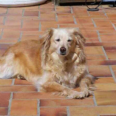 Praline