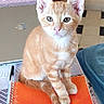 Simba participe au concours pour gagner de l'argent avec cette photo : cat, kitten, orange_tabby, notebook, table, indoor, curious, pet, animal, feline, ears, eyes, tail, fur, sitting, floor_tiles, furniture, writing_instrument, patterned_tablecloth, domestic_animal