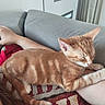 Simba participe au concours pour gagner de l'argent avec cette photo : kitten, cat, orange_tabby, sleeping, arm, person, couch, cushion, blanket, indoor, relaxing, pet, feline, striped, domestic_cat, resting, home, comfort, fur, cute