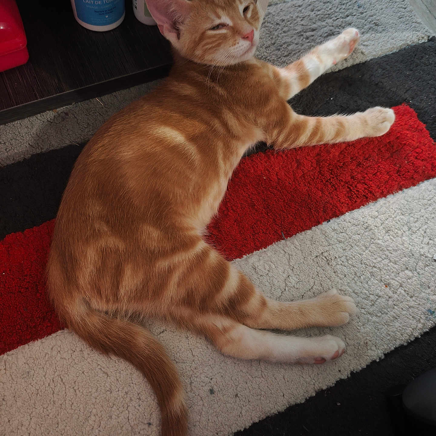 Simba participe au concours pour gagner de l'argent avec cette photo : cat, orange_tabby, pet, indoor, rug, striped_rug, relaxed, lying_down, feline, fur, tail, whiskers, paws, sleepy, home, floor, shelf, bottles, household_items, cozy