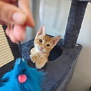 Simba a rejoint le concours — aidez-le/la à gagner de superbes lots ! cat, kitten, cat_tree, blue_toy, orange_fur, white_fur, paw, curious, playing, hand, indoor, furniture, pet, cute, animal, soft_texture, wall, closeup, pet_toy, domestic