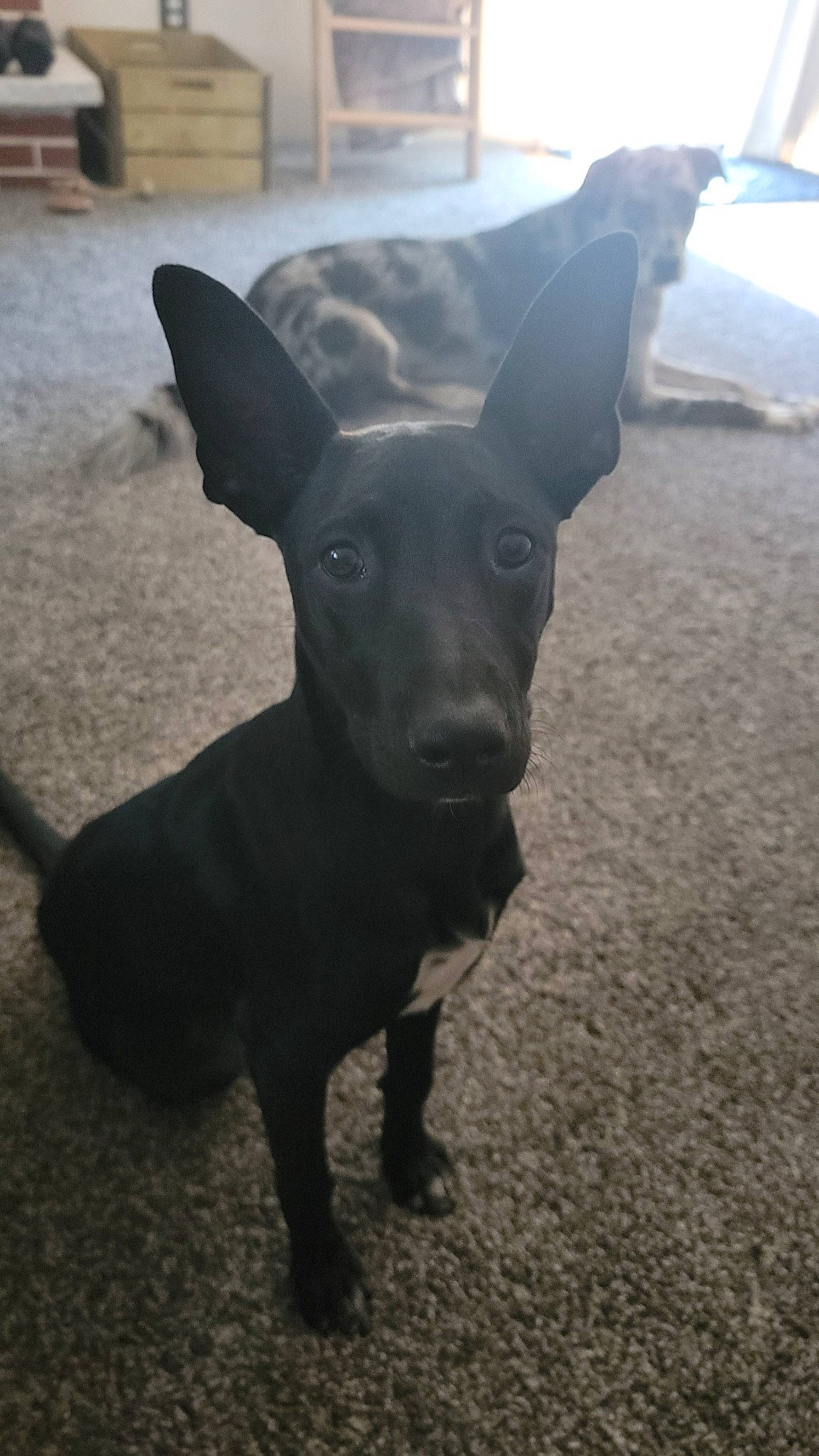 Echo is registered to the contest to win money with this photo: canidae, carnivore, collar, companion_dog, dog, dog_breed, dog_collar, fawn, guard_dog, liver, non_sporting_group, plant, road_surface, snout, sporting_group, tail, terrestrial_animal, toy_dog, whiskers, working_animal