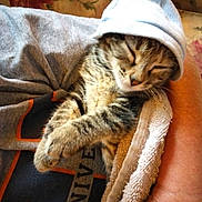 Qunieq is registered to the contest to win money with this photo: kitten, cat, sleeping, hood, sweatshirt, towel, arm, floral_background, indoor, cozy, resting, tabby, pet, cute, fur, closeup, comfort, relaxed, nap, domestic_animal