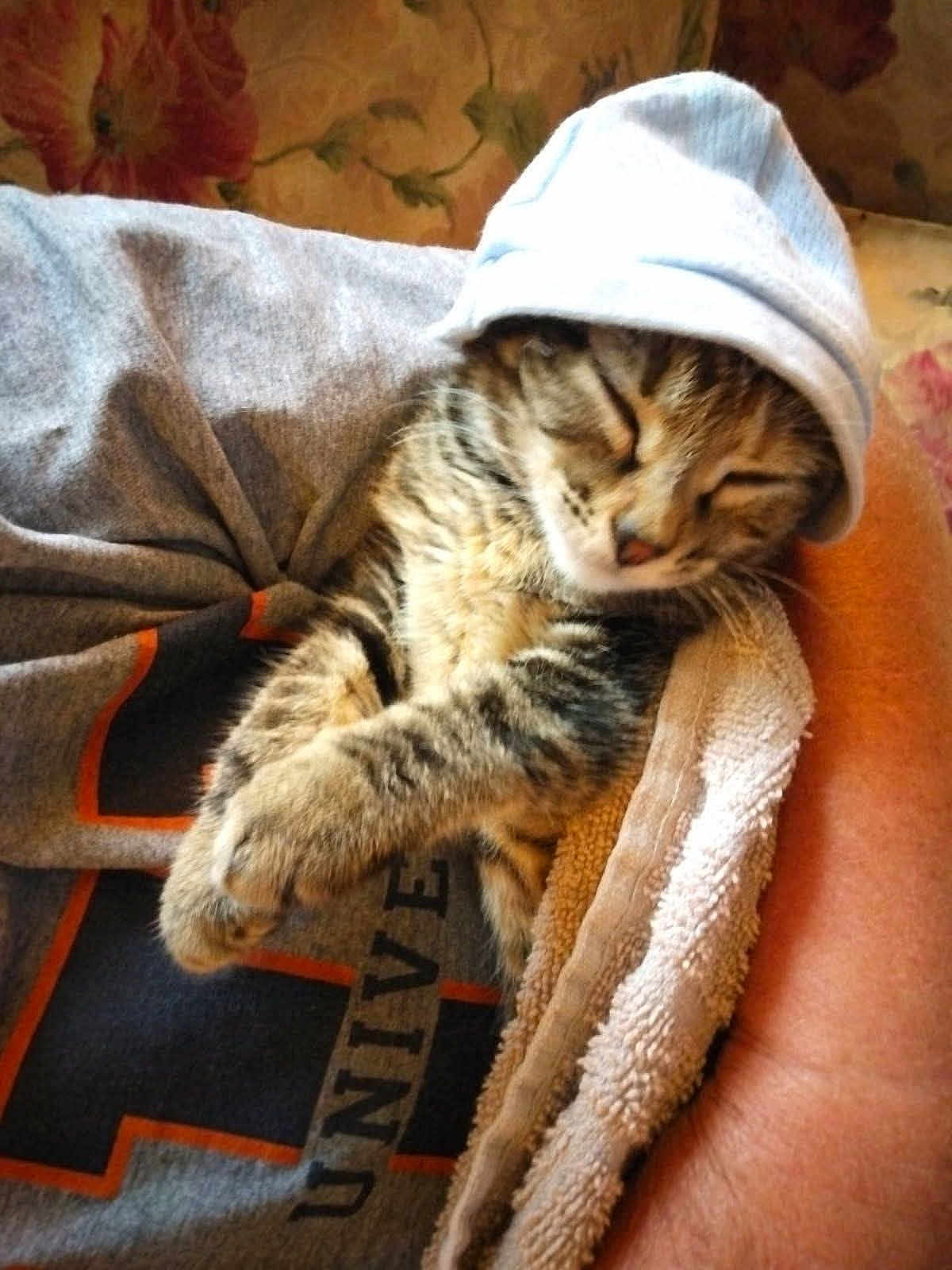 Qunieq is registered to the contest to win money with this photo: kitten, cat, sleeping, hood, sweatshirt, towel, arm, floral_background, indoor, cozy, resting, tabby, pet, cute, fur, closeup, comfort, relaxed, nap, domestic_animal
