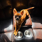 Odie joined the competition — help win amazing prizes! dog, small_dog, chihuahua, leather_chair, pet, animal, brown_coat, ears, alert, looking_up, sunlight, shadow, metal_bowl, empty_bowl, indoor, seat, furniture, cute, companion, domestic_animal