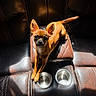 dog, small_dog, chihuahua, leather_chair, pet, animal, brown_coat, ears, alert, looking_up, sunlight, shadow, metal_bowl, empty_bowl, indoor, seat, furniture, cute, companion, domestic_animal