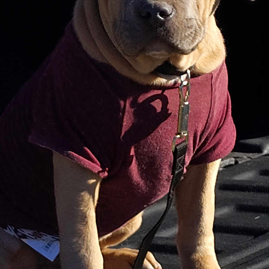 Mister joined the competition — help win amazing prizes! animal, brown_fur, canine, closeup, collar, cute, dog, indoor, leash, paws, pet, pet_clothing, portrait, puppy, shadow, shirt, sitting, sunlight, wrinkles, young_dog