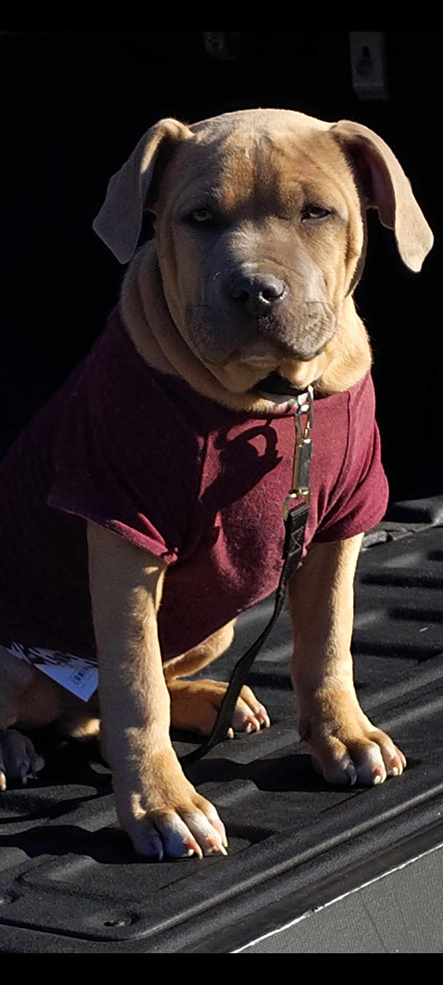 Mister joined the competition — help win amazing prizes! puppy, dog, pet, shirt, leash, collar, sitting, brown_fur, wrinkles, paws, sunlight, shadow, closeup, animal, cute, portrait, indoor, young_dog, canine, pet_clothing