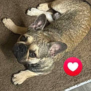 Stich joined the competition — help win amazing prizes! adorable, animal, canine, carpet, companion, cute, dog, ears, french_bulldog, fur, heart_emoji, indoor, looking_up, love, lying_down, mammal, paw, pet, relaxed, small_dog