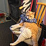 animal, carpet, cat, chair, clothing, collar, cozy, domestic_animal, fur, furniture, home, indoor, lounging, orange_cat, pet, relaxed, space_pattern, tail, white_cat, wooden_chair