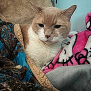 Woody joined the competition — help win amazing prizes! animal, blanket, cat, comfort, cozy, cute, domestic, feline, fur, indoor, mammal, pet, portrait, relaxed, resting, sleepy, snuggled, soft, warm, whiskers