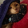 Woody joined the competition — help win amazing prizes! blanket, blue_blanket, cat, close_up, comfortable, cozy, cute, domestic_animal, feline, fur, indoor, neck_pillow, patterned_pillow, pet, red_blanket, relaxed, resting, sleepy, space_pillow, whiskers