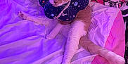 Woody joined the competition — help win amazing prizes! animal, bed, blanket, cat, collar, comfort, cosy, cute, fabric, fur, indoor, paws, pet, plush, purple_light, relaxed, resting, space_theme, tail, whiskers
