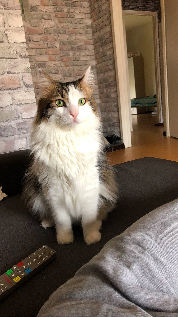 Cookie participe au concours pour gagner de l'argent avec cette photo : brickwork, carnivore, cat, comfort, door, felidae, flooring, fur, hardwood, maine_coon, paw, sitting, small_to_medium_sized_cats, snout, tail, terrestrial_animal, whiskers, window, wood