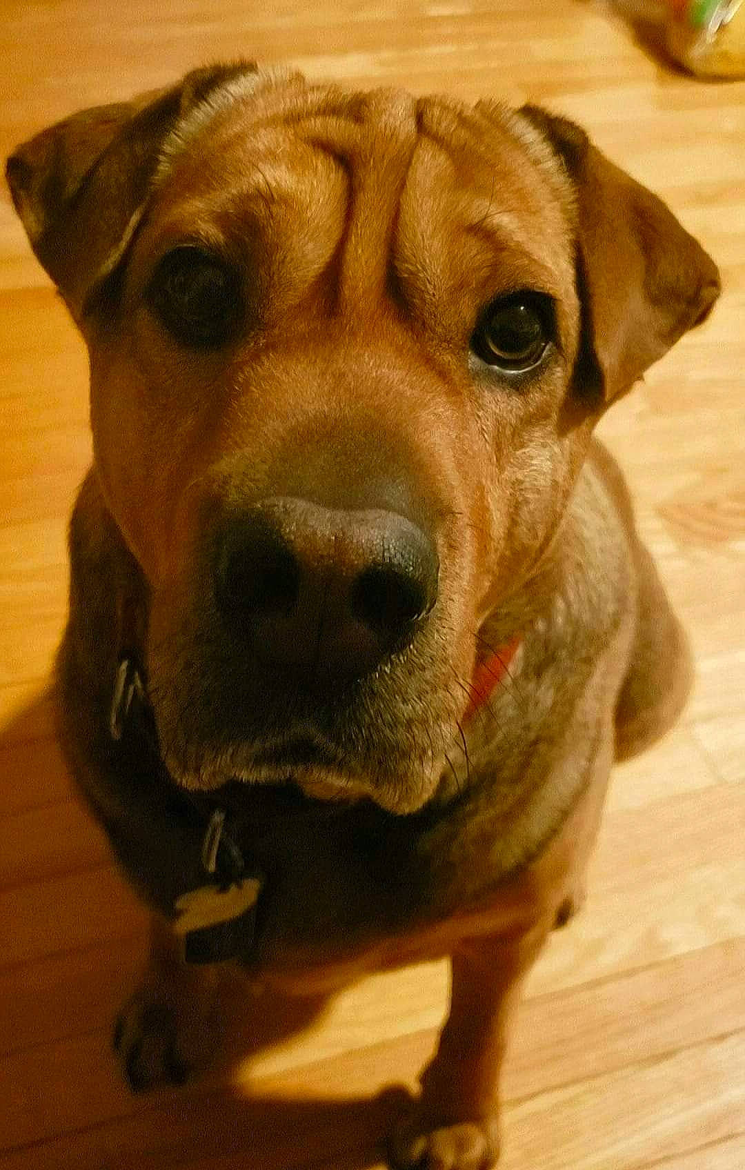 Waffles is registered to the contest to win money with this photo: canidae, carnivore, collar, companion_dog, dog, dog_breed, dog_collar, fawn, flooring, fur, guard_dog, hardwood, liver, pet_supply, snout, sporting_group, whiskers, wood, working_animal, working_dog