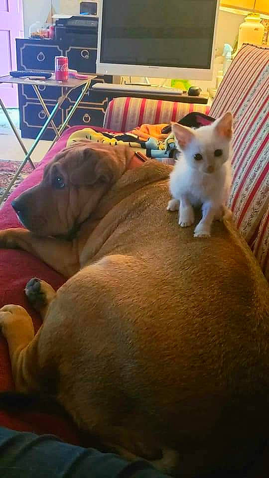 Waffles joined the competition — help win amazing prizes! canidae, carnivore, cat, collar, comfort, companion_dog, dog, dog_breed, fawn, felidae, flooring, fur, hardwood, mammal, small_to_medium_sized_cats, snout, tail, television, working_animal, wrinkle