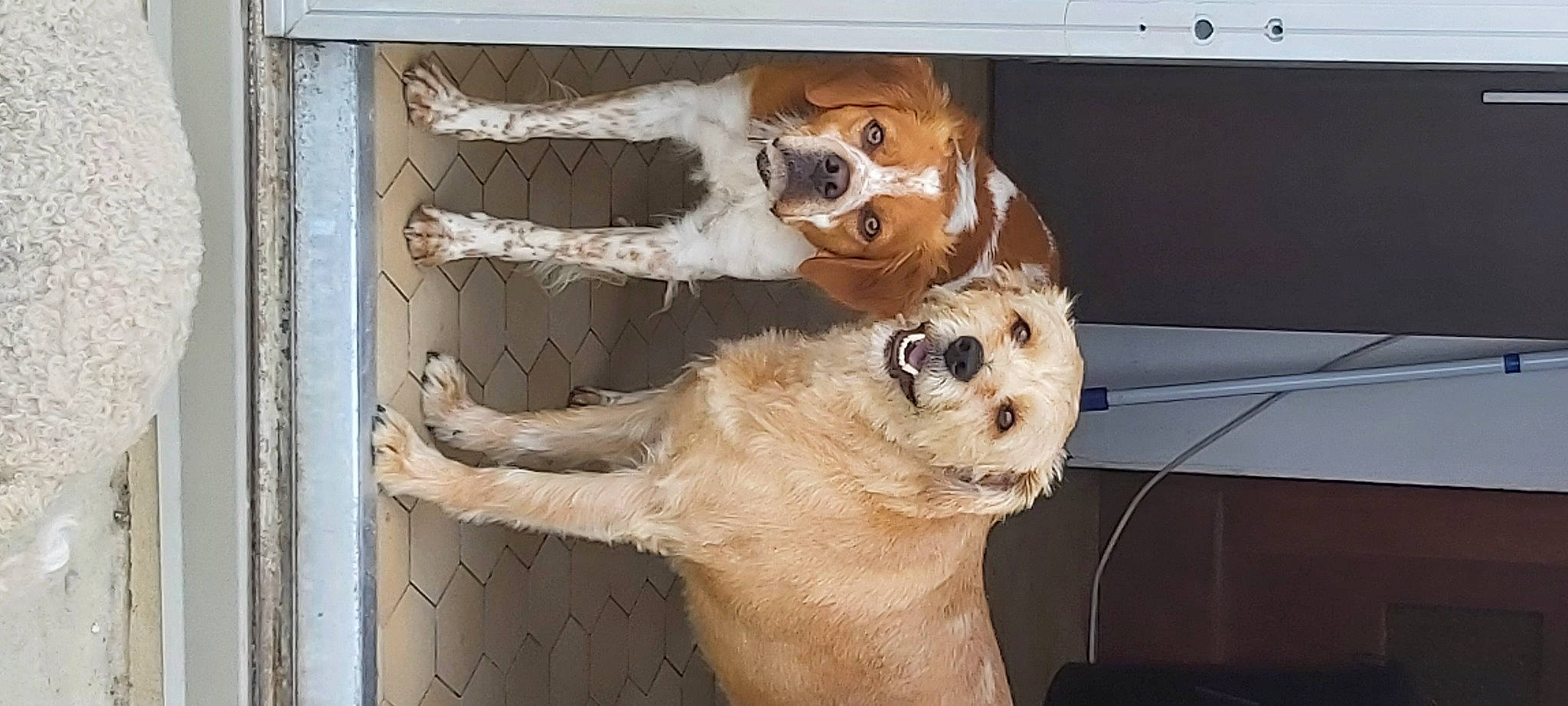 J'Ava participe au concours pour gagner de l'argent avec cette photo : canidae, carnivore, collar, companion_dog, dog, dog_breed, dog_supply, door, fawn, fur, non_sporting_group, paw, pet_supply, snout, sporting_group, tail, whiskers, working_animal