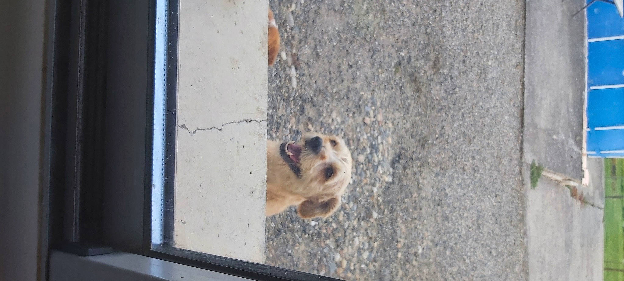 J'Ava a rejoint le concours — aidez-le/la à gagner de superbes lots ! canidae, carnivore, companion_dog, concrete, dog, dog_breed, fawn, fur, paw, snout, sporting_group, terrestrial_animal, wildlife, window, wood