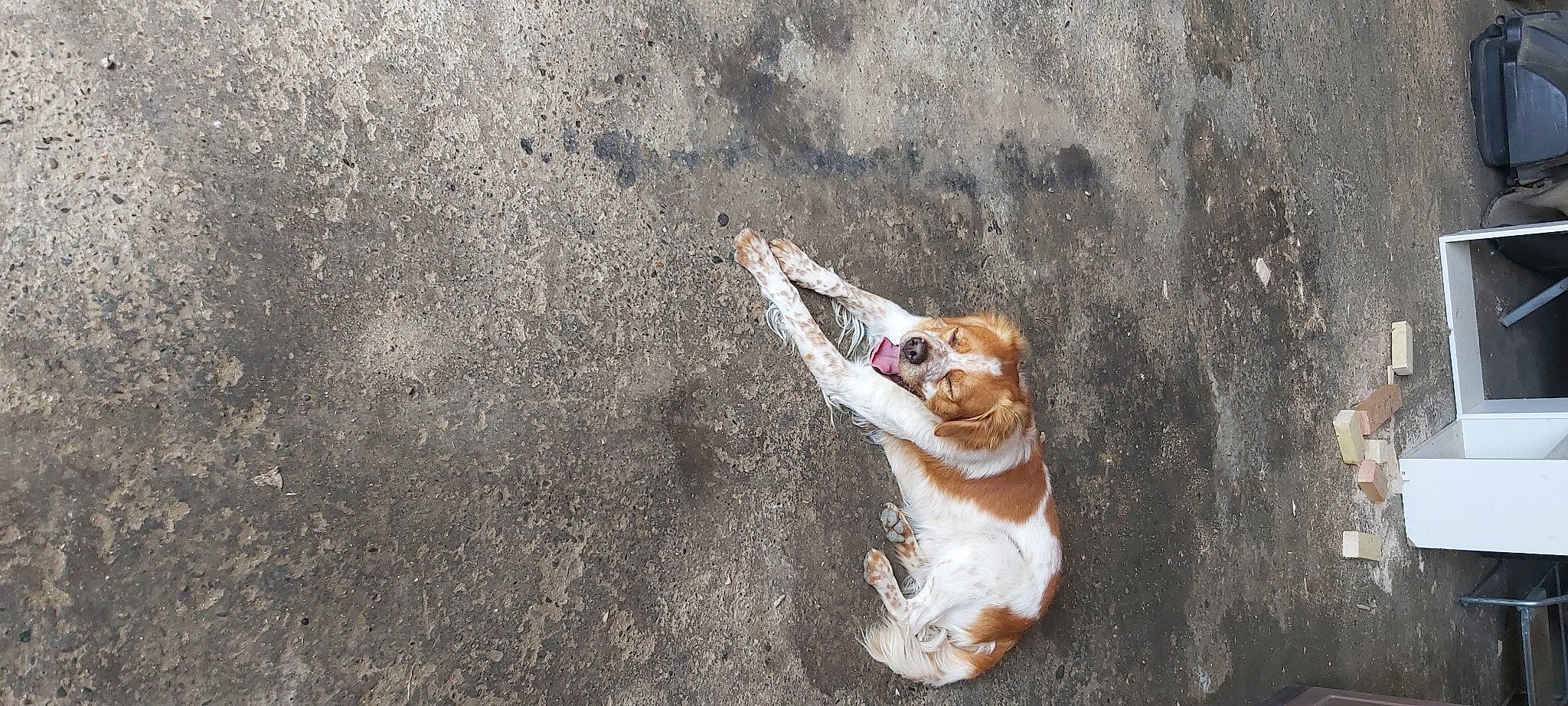 Jack a rejoint le concours — aidez-le/la à gagner de superbes lots ! asphalt, canidae, carnivore, companion_dog, dog, dog_breed, fawn, felidae, grass, paw, road_surface, sand, snout, soil, sporting_group, street_dog, tail, tree, wildlife, wood