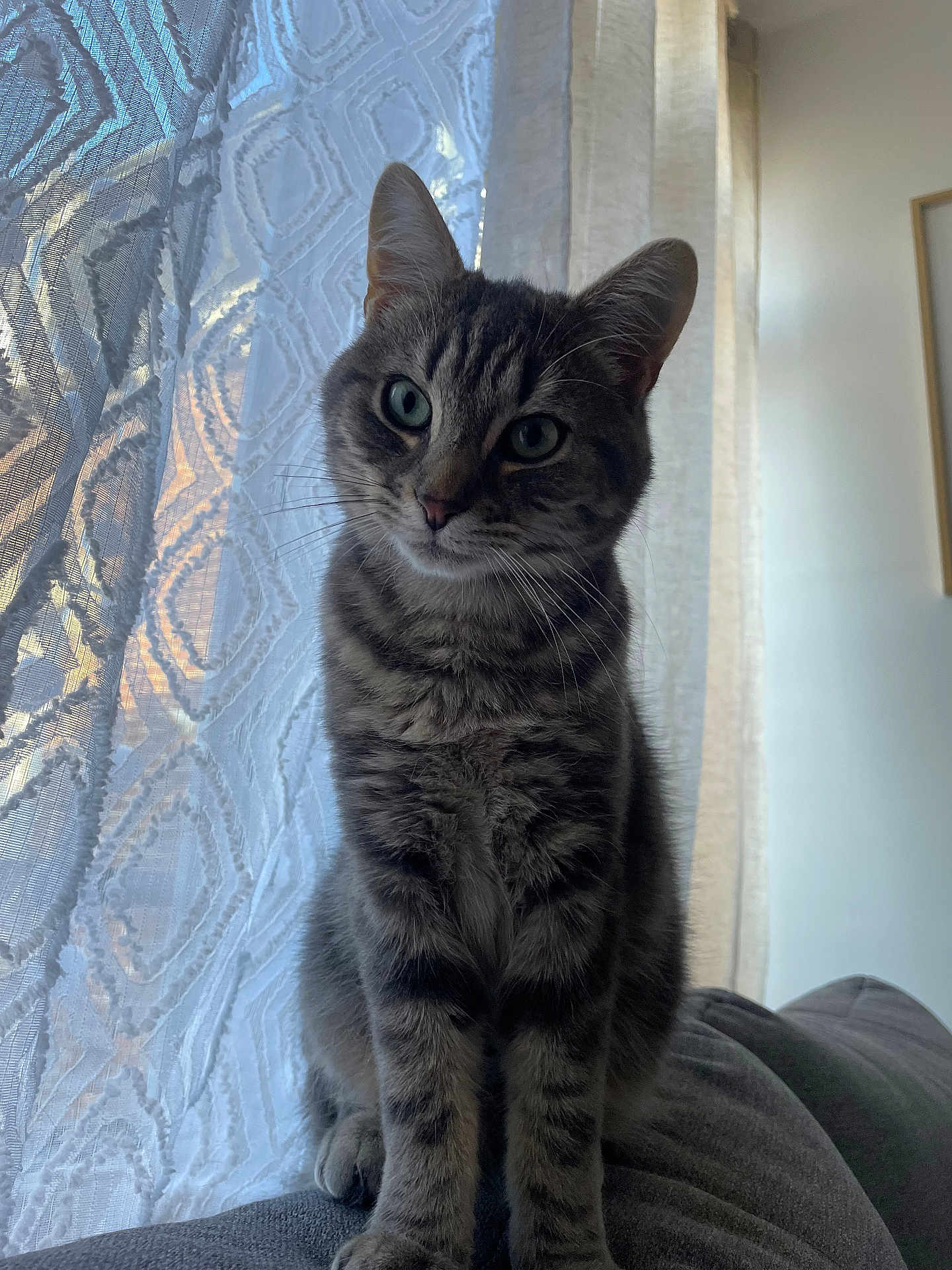 Zizou participe au concours pour gagner de l'argent avec cette photo : cat, tabby, pet, indoor, couch, curtain, lace, window, feline, fur, whiskers, domestic_animal, sitting, portrait, natural_light, cozy, home, animal, cute, calm