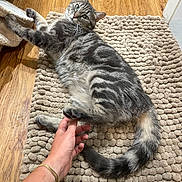 Zizou participe au concours pour gagner de l'argent avec cette photo : cat, tabby, gray_cat, pet, animal, indoor, rug, hand, wooden_floor, playful, fur, whiskers, tail, relaxed, domestic_cat, texture, home, interaction, comfort, curious