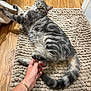 cat, tabby, gray_cat, pet, animal, indoor, rug, hand, wooden_floor, playful, fur, whiskers, tail, relaxed, domestic_cat, texture, home, interaction, comfort, curious