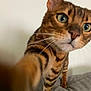 cat, bengal_cat, pet, animal, fur, whiskers, paw, green_eyes, curious, close_up, indoor, soft_surface, striped, tabby, mammal, domestic_animal, face, nose, ears, portrait