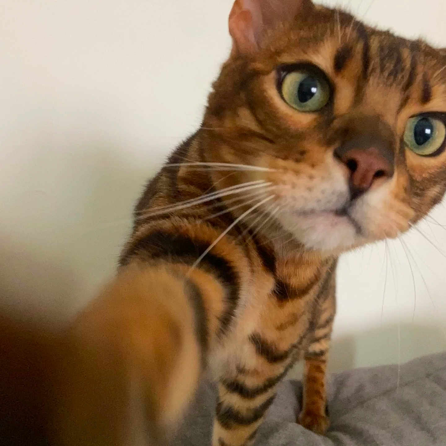 Sanga a rejoint le concours — aidez-le/la à gagner de superbes lots ! animal, bengal_cat, cat, close_up, curious, domestic_animal, ears, face, fur, green_eyes, indoor, mammal, nose, paw, pet, portrait, soft_surface, striped, tabby, whiskers