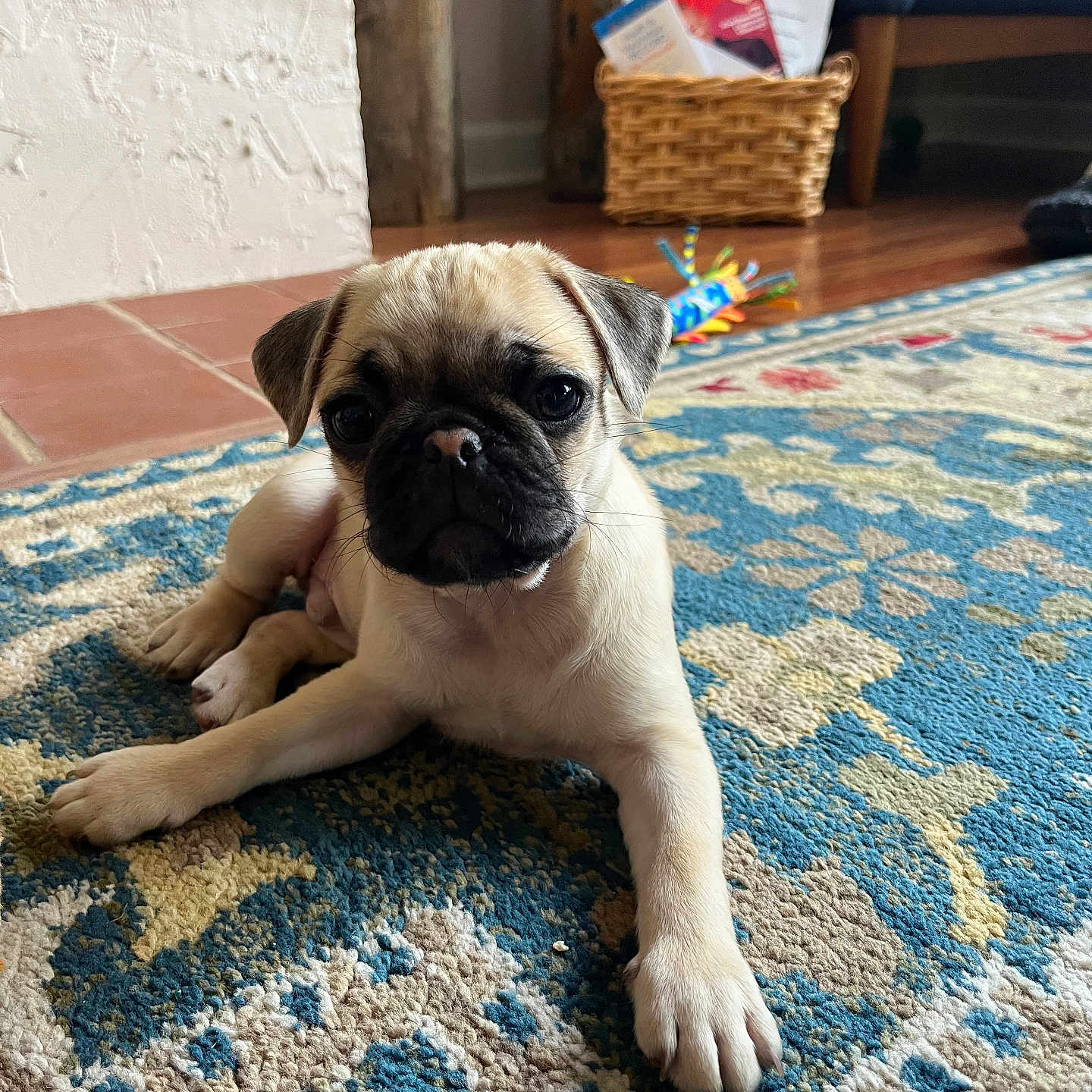 Football joined the competition — help win amazing prizes! animal, architecture, basket, boxer, building, bulldog, canine, dog, frenchbulldog, furniture, homedecor, indoors, interiordesign, livingroom, pet, pug, puppy, room, rug, wood