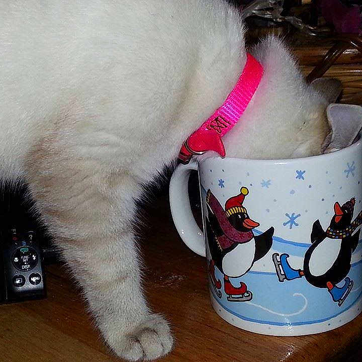 Snow is registered to the contest to win money with this photo: