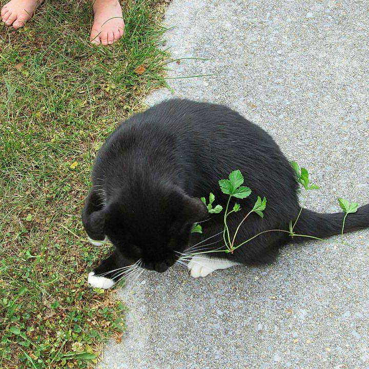 Sylvester