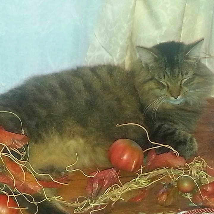 Kitcat