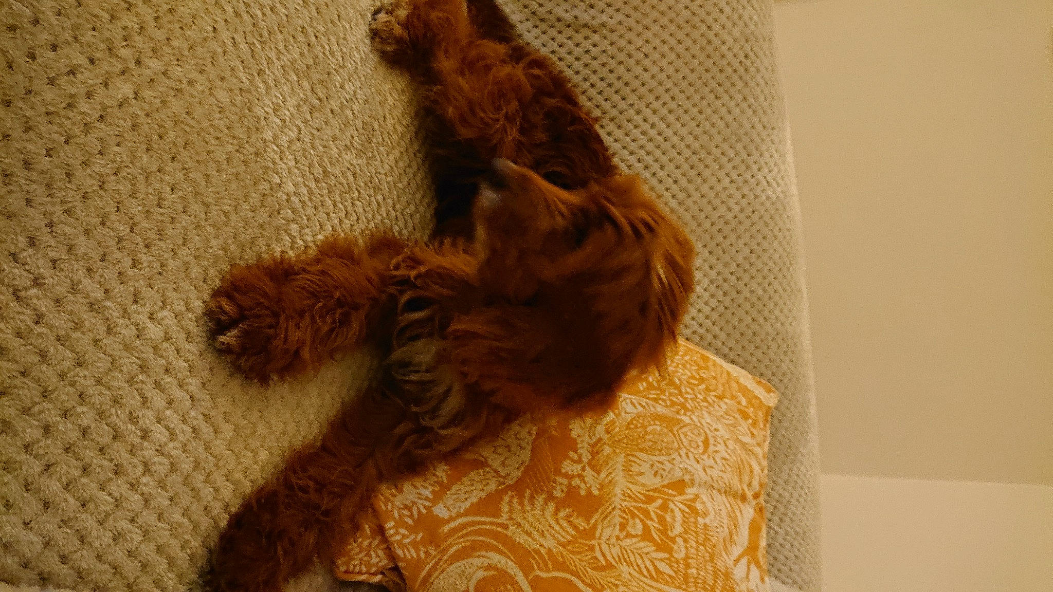 Fara is registered to the contest to win money with this photo: canidae, carnivore, claw, companion_dog, dog, dog_breed, door, fawn, felidae, flooring, fur, liver, natural_material, pet_supply, small_to_medium_sized_cats, sporting_group, tail, terrestrial_animal, terrier, wood