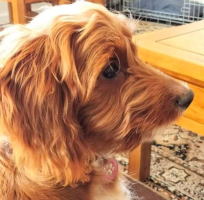 Fara joined the competition — help win amazing prizes! canidae, carnivore, companion_dog, dog, dog_breed, dog_collar, fawn, flooring, fur, hardwood, laminate_flooring, liver, snout, sporting_group, surfer_hair, terrier, toy_dog, wood, wood_flooring, working_animal