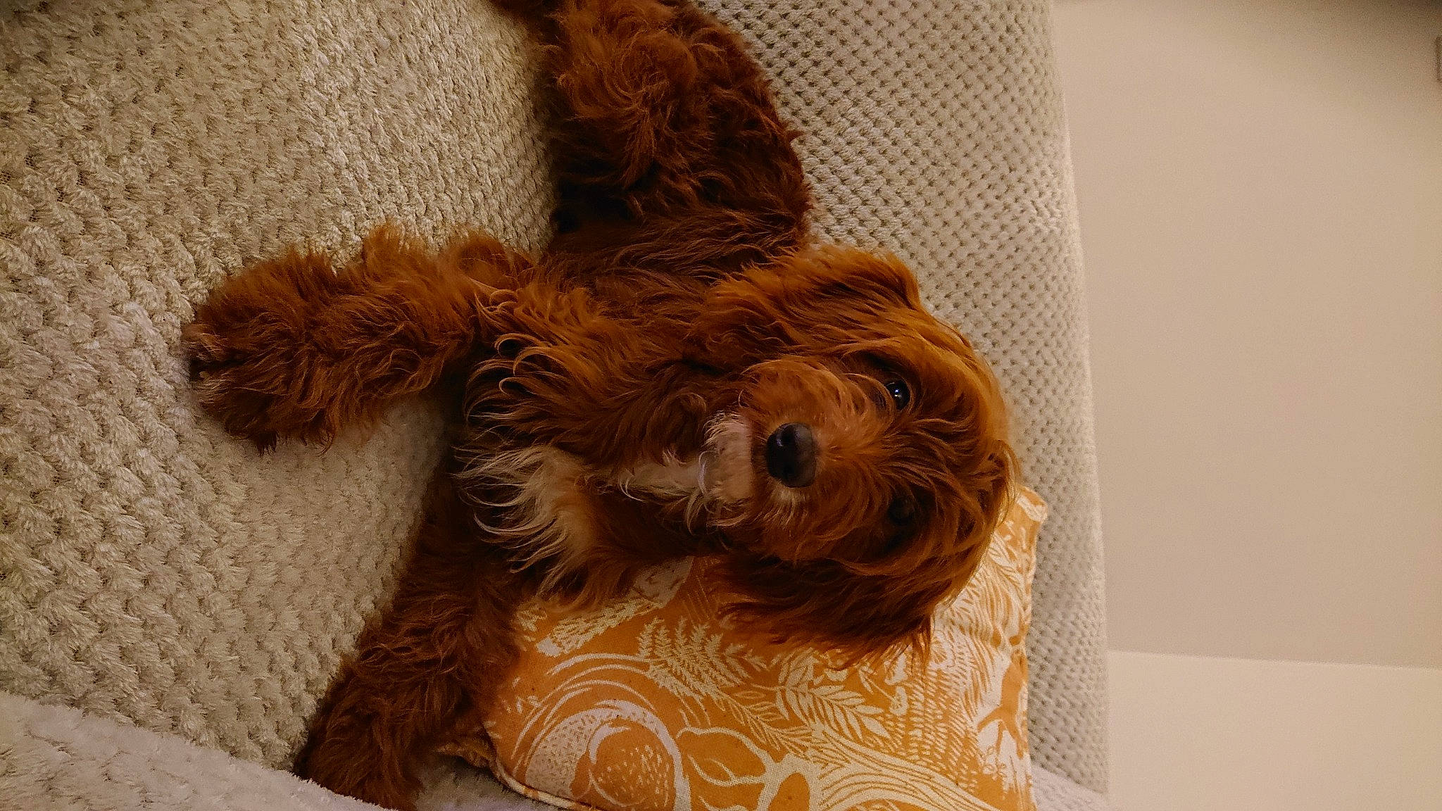 Fara joined the competition — help win amazing prizes! canidae, carnivore, companion_dog, dog, dog_breed, dog_supply, fawn, felidae, fur, liver, pet_supply, snout, sporting_group, tail, terrestrial_animal, terrier, toy, toy_dog, wood, working_animal