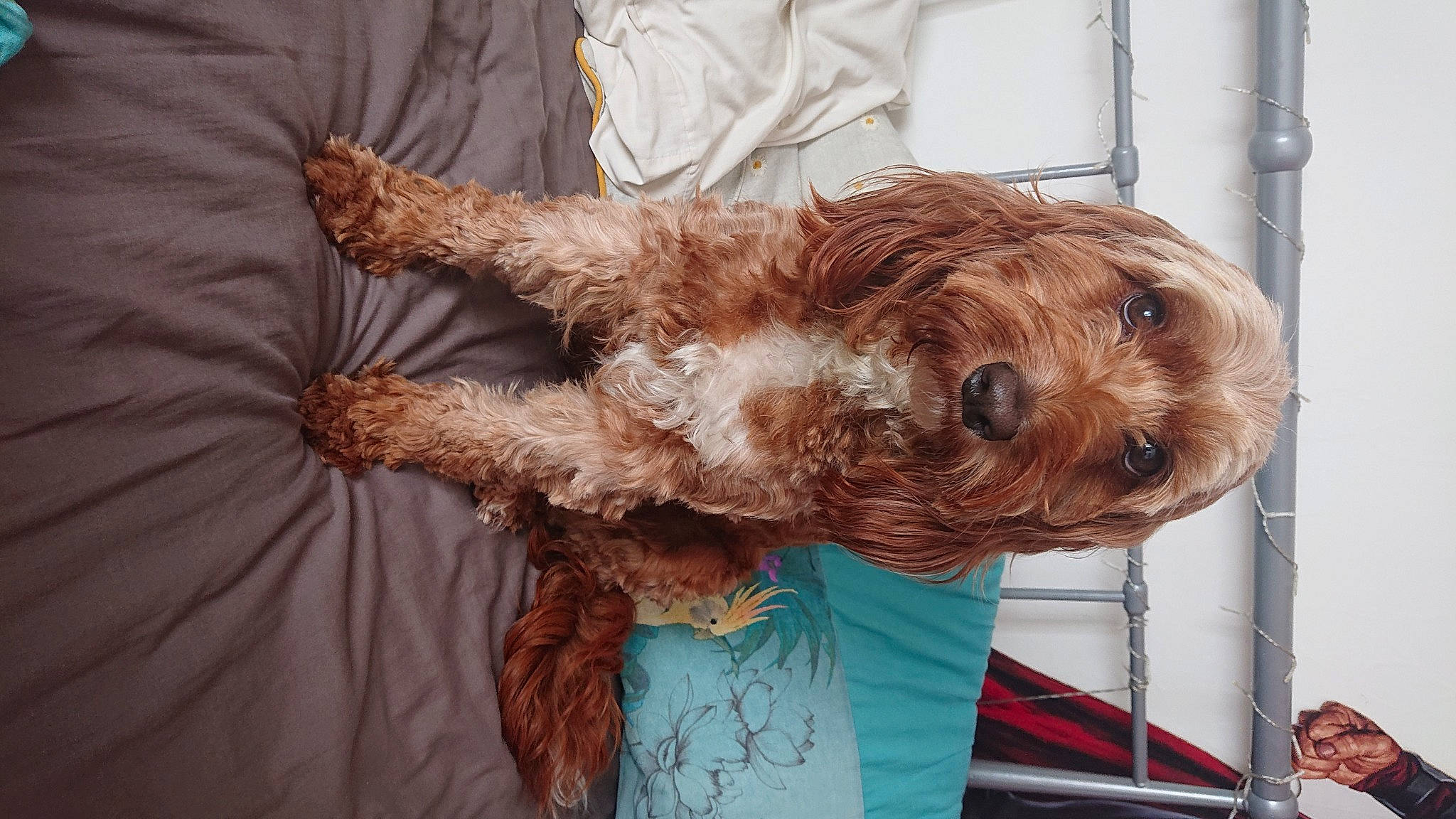 Fara joined the competition — help win amazing prizes! airedale_terrier, canidae, carnivore, companion_dog, dog, dog_breed, dog_supply, fawn, fur, goldendoodle, labradoodle, liver, small_terrier, snout, sporting_group, terrier, toy_dog, water_dog, welsh_terrier, working_animal