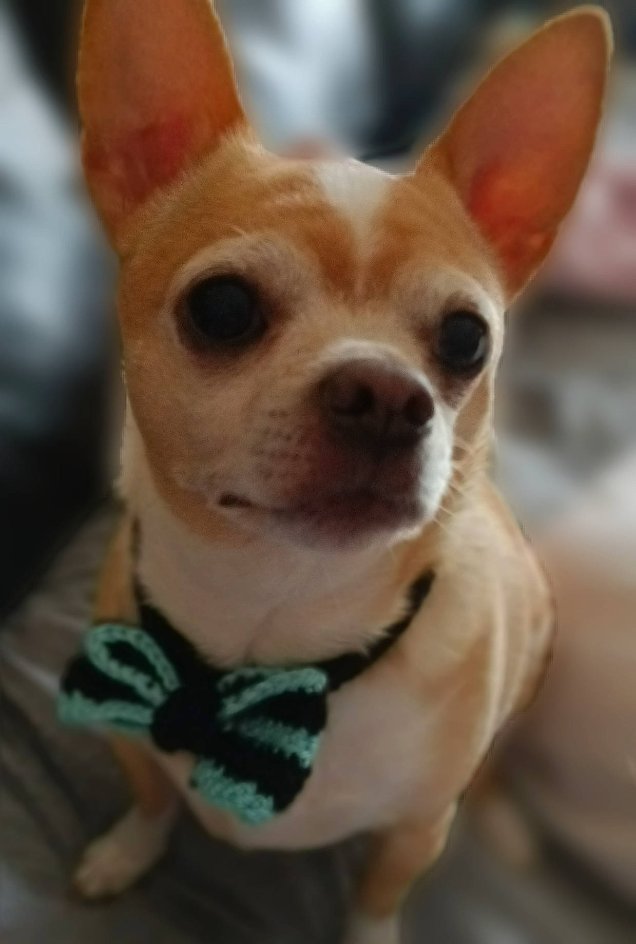 Niko joined the competition — help win amazing prizes! canidae, carnivore, chihuahua, companion_dog, corgi_chihuahua, dog, dog_breed, dog_supply, ear, fawn, fur, head, non_sporting_group, snout, sporting_group, terrestrial_animal, toy_dog, whiskers, working_animal