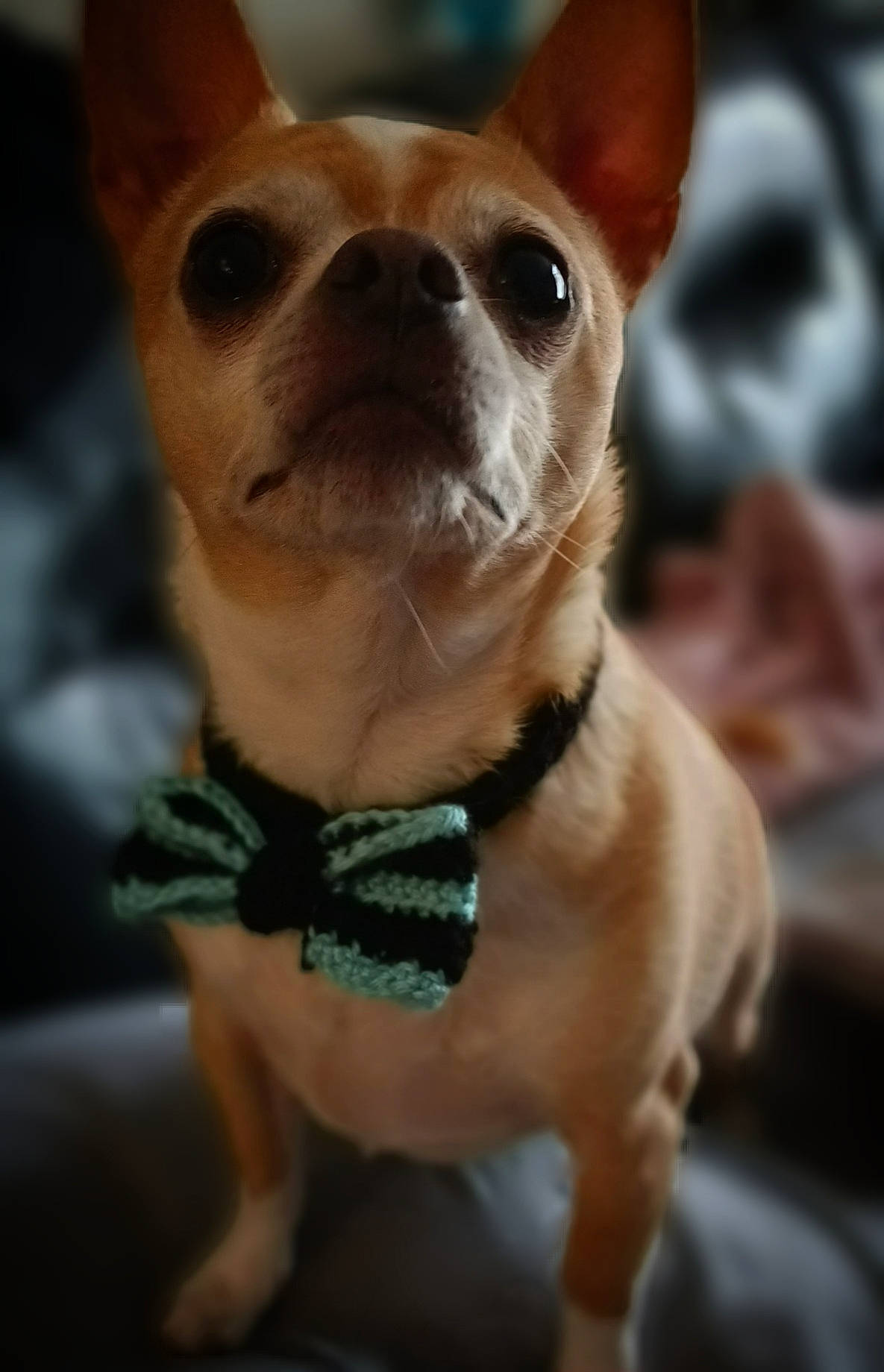 Niko is registered to the contest to win money with this photo: canidae, carnivore, chihuahua, collar, companion_dog, corgi_chihuahua, dog, dog_breed, dog_collar, dog_supply, ear, fawn, fur, russkiy_toy, snout, sporting_group, terrestrial_animal, toy_dog, whiskers, working_animal