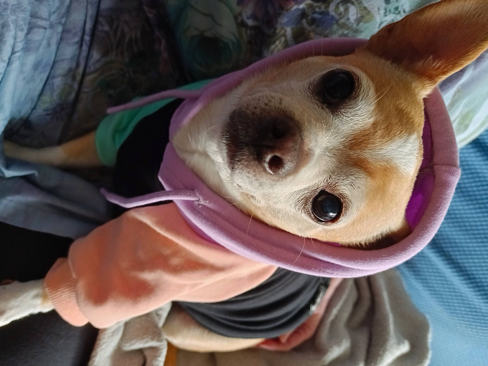 Niko is registered to the contest to win money with this photo: ancient_dog_breeds, canidae, carnivore, companion_dog, dog, dog_breed, ear, eyewear, fawn, fur, hat, jaw, non_sporting_group, selfie, smile, snout, sporting_group, sunglasses, whiskers, working_animal