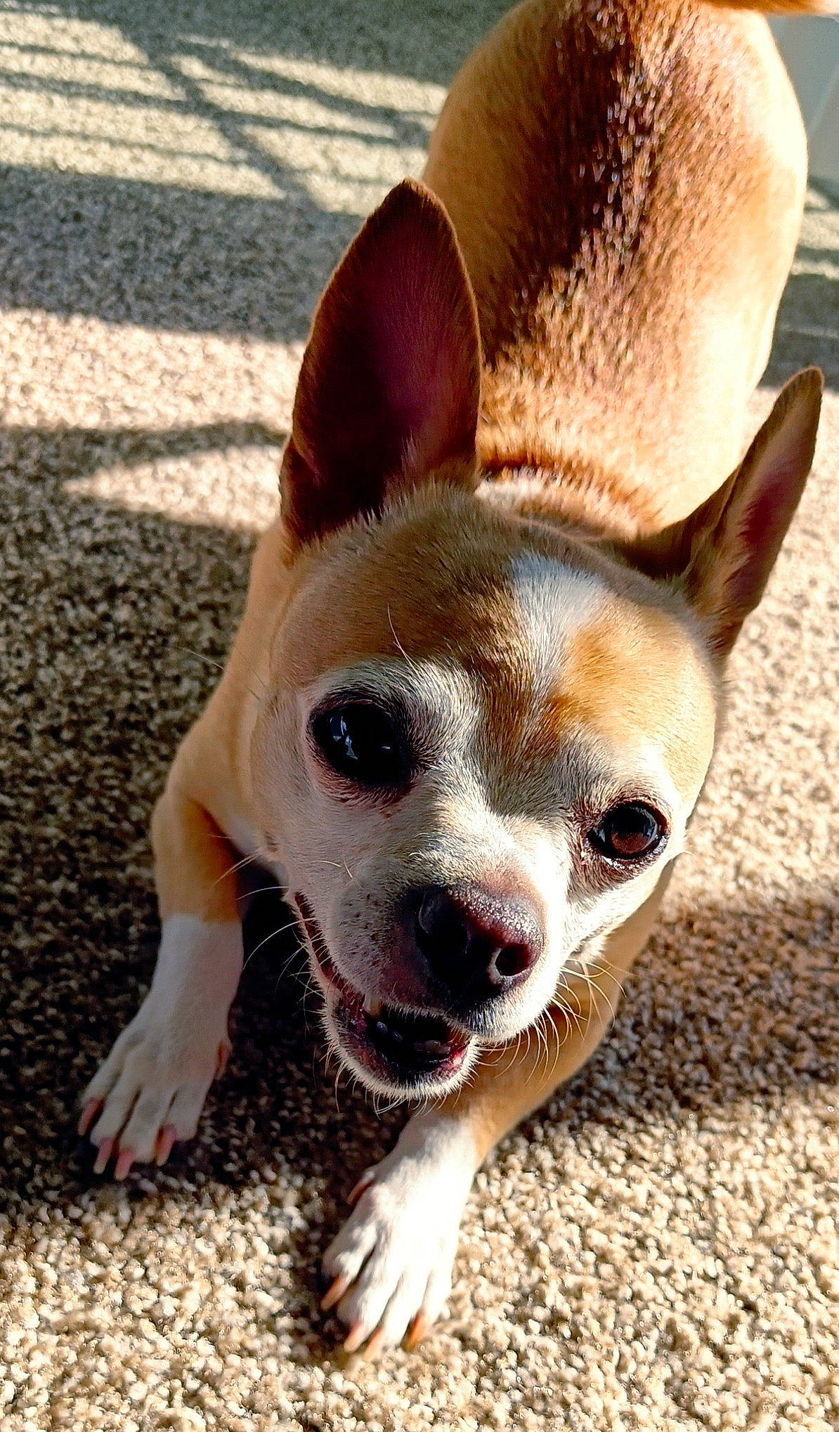 Niko is registered to the contest to win money with this photo: canidae, carnivore, companion_dog, dog, dog_breed, ear, fawn, fur, non_sporting_group, puppy, snout, sporting_group, terrestrial_animal, whiskers