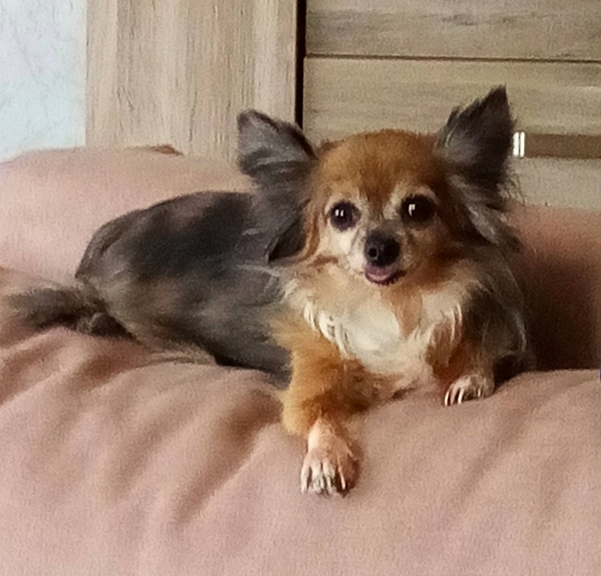 Idem a rejoint le concours — aidez-le/la à gagner de superbes lots ! canidae, carnivore, chihuahua, comfort, companion_dog, corgi_chihuahua, dog, dog_breed, dog_supply, fawn, fur, liver, paw, snout, sporting_group, terrestrial_animal, tibetan_spaniel, toy_dog, whiskers, working_animal