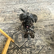 Cornelius is registered to the contest to win money with this photo: dog, indoor, carpet, tongue_out, black_fur, playful, pet, floor, furniture_leg, household, animal, cute, small_dog, looking_up, domestic, companion, fur, standing, home, friendly