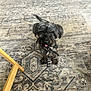 dog, indoor, carpet, tongue_out, black_fur, playful, pet, floor, furniture_leg, household, animal, cute, small_dog, looking_up, domestic, companion, fur, standing, home, friendly